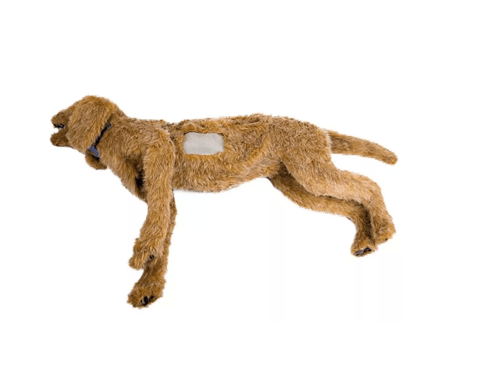 K - 9 Thorakozentese - Erler - Zimmer